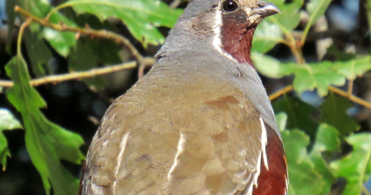 Mountain Quail: A Lonely Mountaineer at Pinecrest Lake