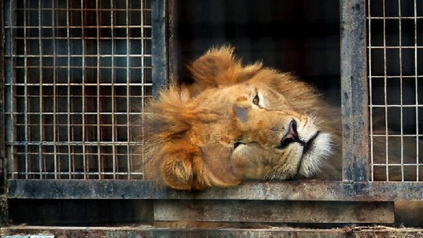 Circus Lion Freed From Cage Feels Earth Beneath His Paws For First Time