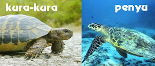 Mengenal Persamaan dan Perbedaan Kura-Kura Dan Penyu - ANAK IKAN