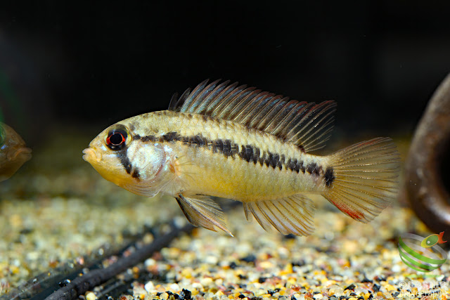 Apistogramma cf. macmasteri