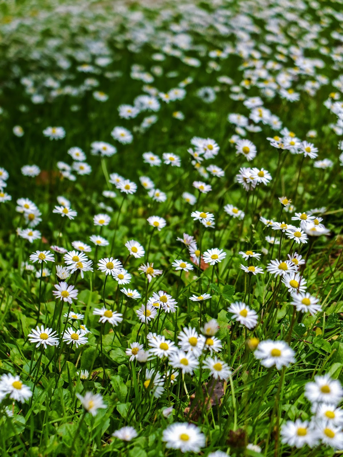 Close up of a field of daisies and grass in Fota Gardens.