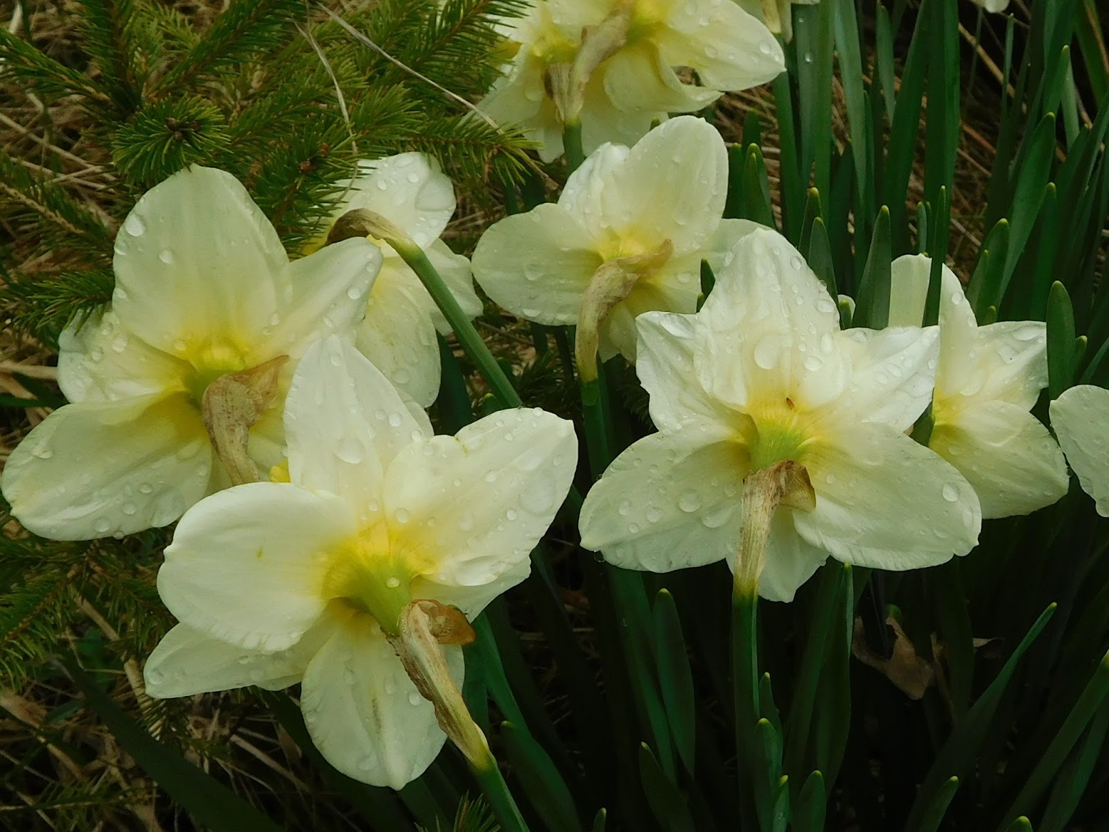 Another PorchA Poetry Blog The Daffodils Are Blooming...