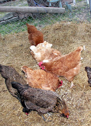 wild chickens fitzgerald ga february