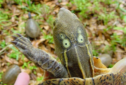 The Lavish Life of Henry: My Cousin: The Beale's Eyed Turtle
