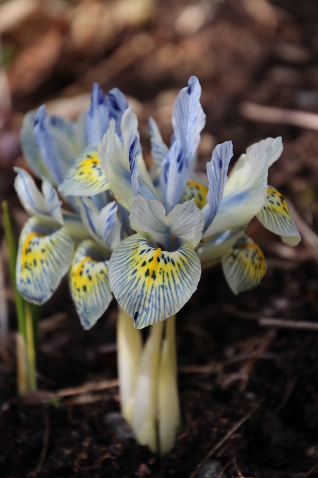 Våriris Iris reticulata ´Katharine Hodgkin´