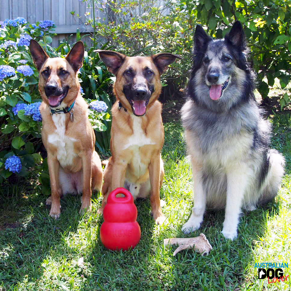 Is the Pack Theory in Dogs Outdated? Australian Dog Lover