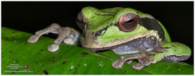 Masked Treefrog (Smilisca phaeota)