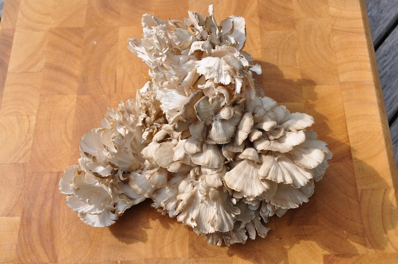 Maitake Mushroom