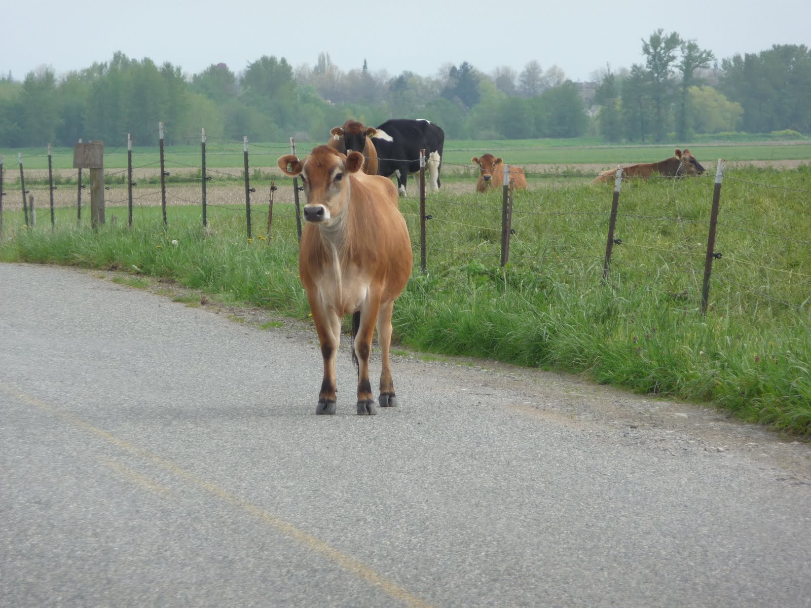 Image result for cow walking down road