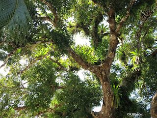 really big tree, Panama