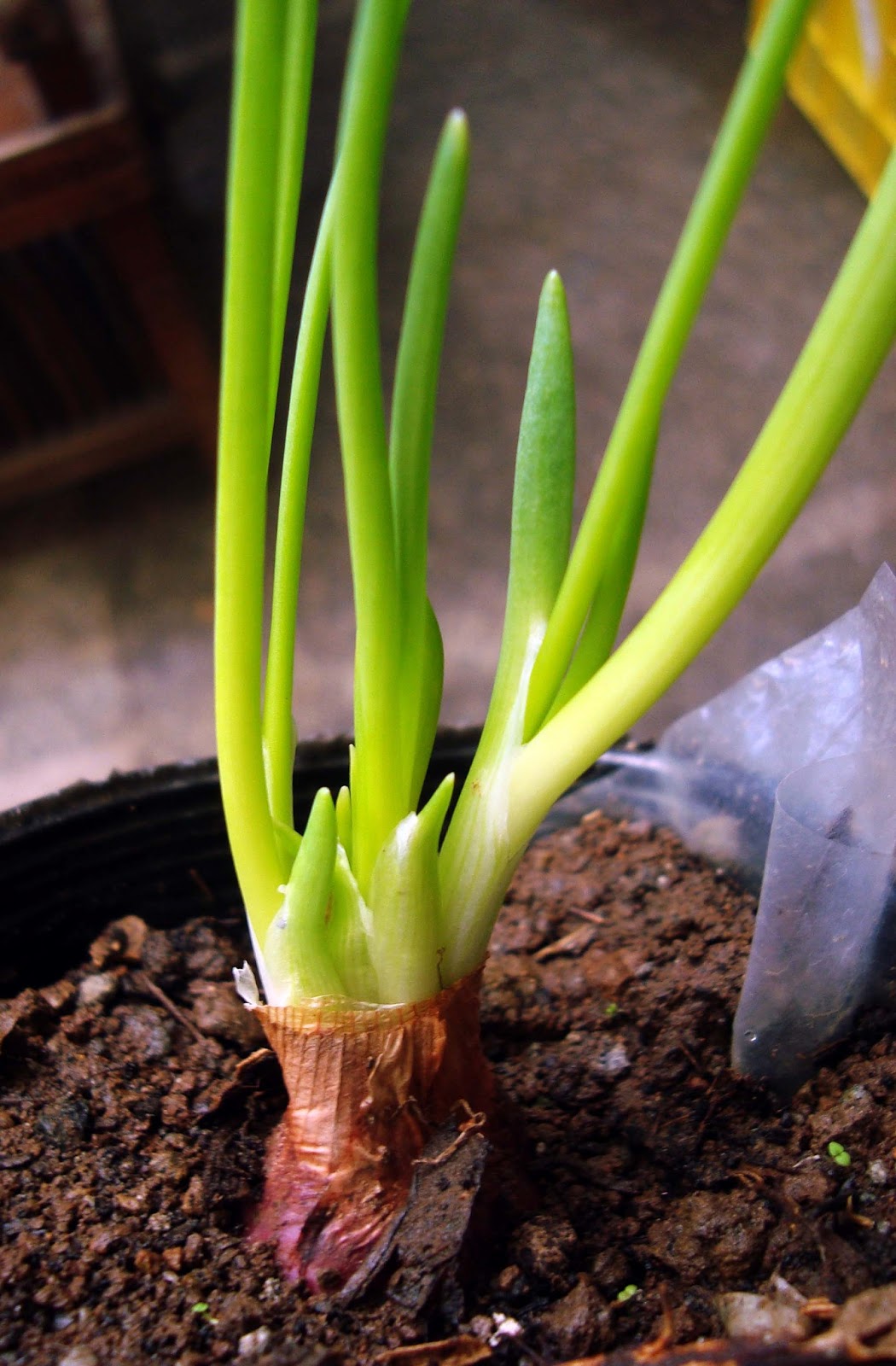 Living with Nature School on Blog by Dr. Abercio V. Rotor Grow onion