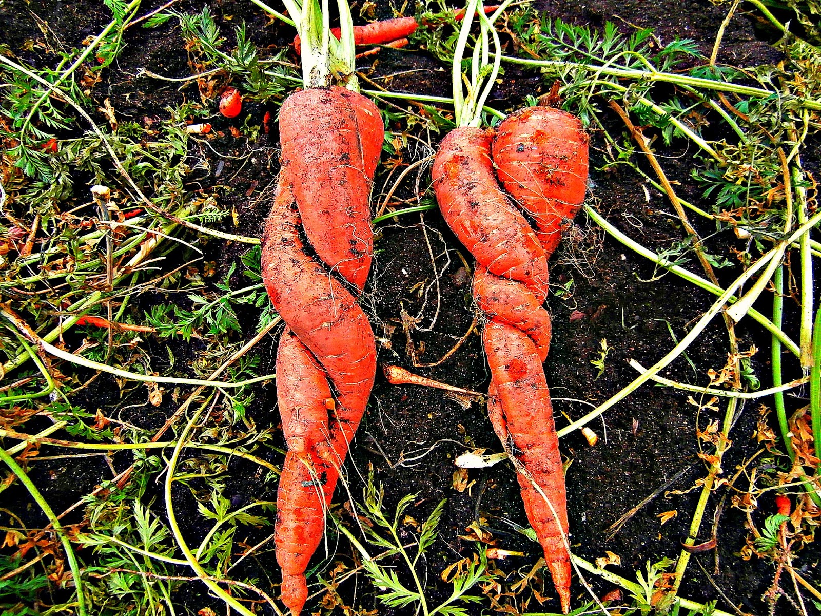 Bills Garden Tips The carrots are finally out of the ground.
