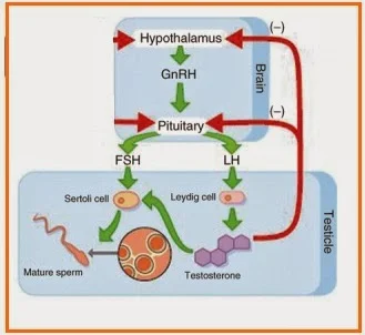 Hipotalamus - GnRH - Pituitari - Hormon Penyebab Atrofi Testis Bilateral, Testis Mengecil
