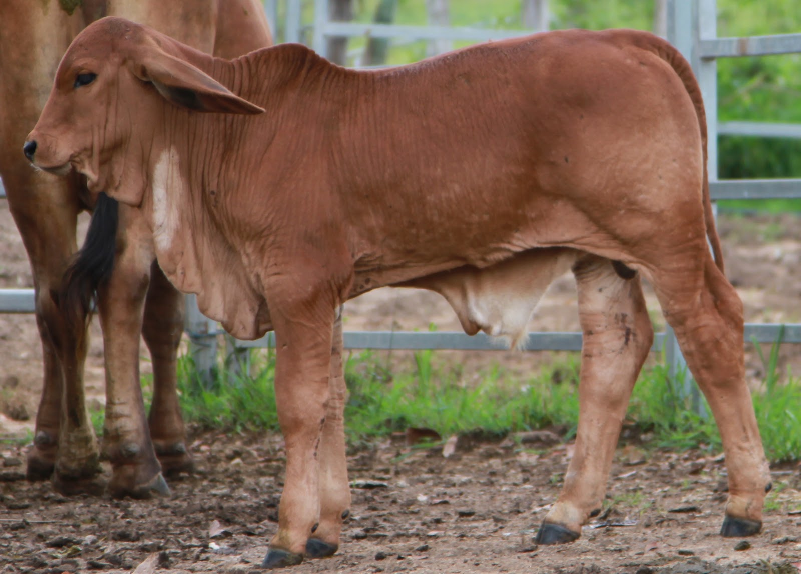Lindley Park Brahmans IVF Calves