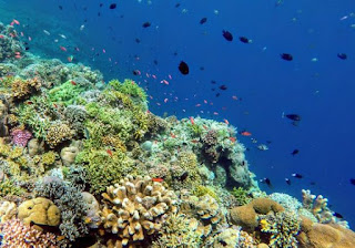 Wisata Taman Laut Bunaken -Syurga Menyelam Terbaik Di Dunia