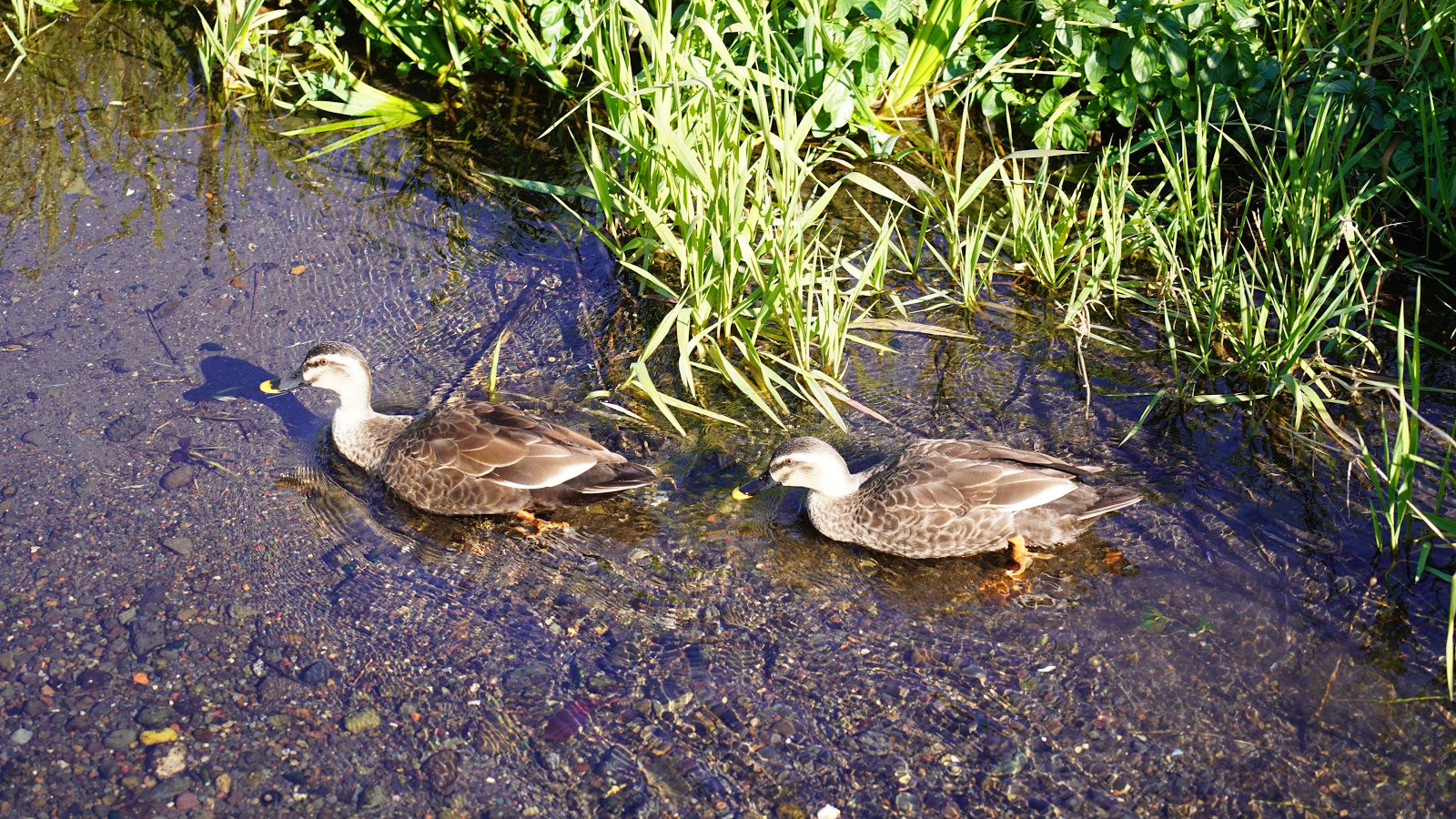 Vegeta Channel Blog: SONY フルサイズ対応レンズ SEL24105G開封・レビュー & α9 (4K)