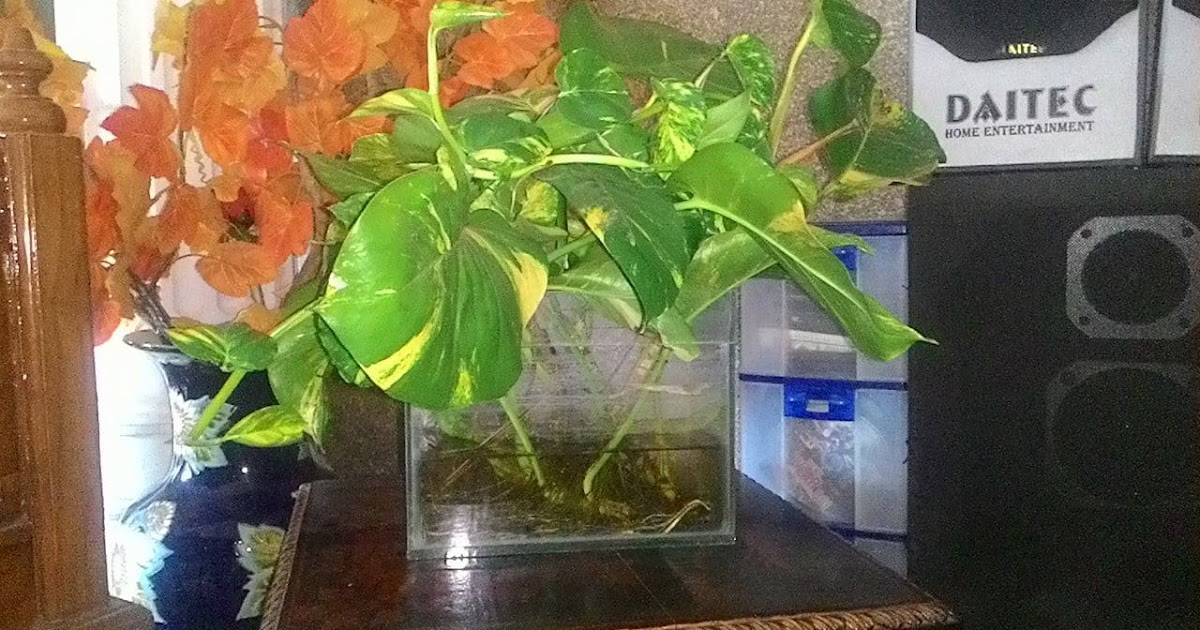 Tanaman Yang Mudah Ditanam Di Aquarium Sirih Gading Majalah Lampung