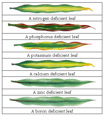 Visual symptoms of nutrient deficiency (deficiency) in plants