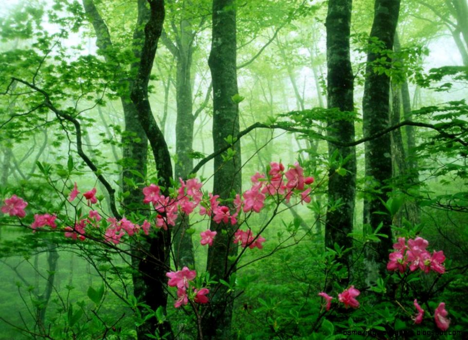 Spring Forest Flowers wallpaper – wallpaper free download