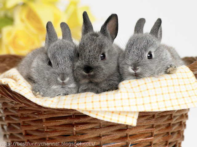 Three sweet bunnies. 
