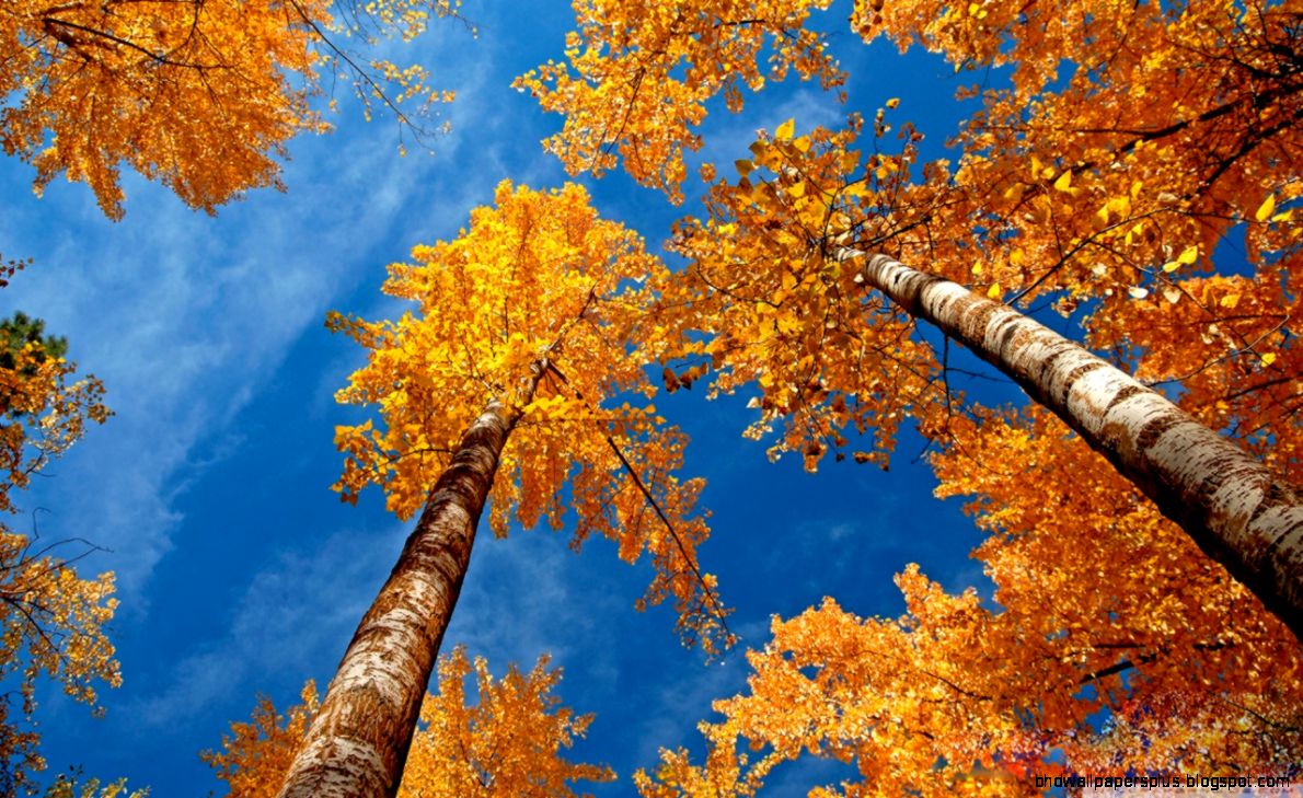 Fall Trees HD desktop wallpaper  Widescreen  High Definition