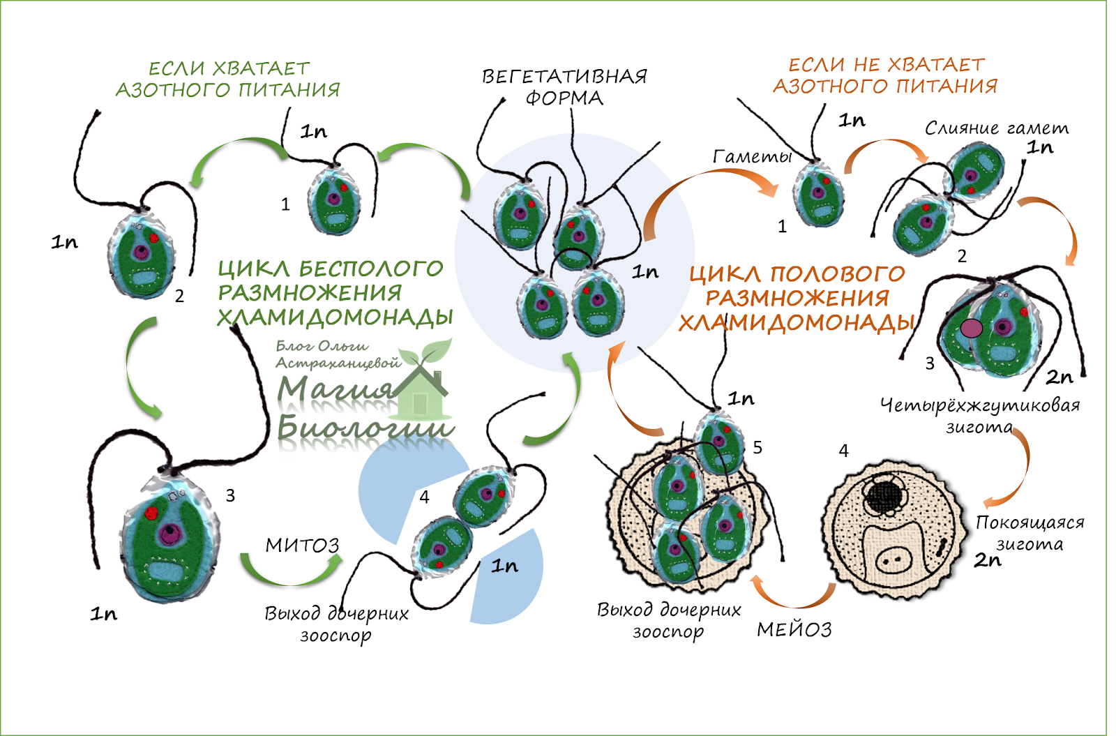 Хромосомы водорослей. Размножение водорослей хламидомонада. Жизненный цикл хламидомонады схема. Жизненный цикл хламидомонады ЕГЭ схема. Жизненный цикл водорослей хламидомонада.