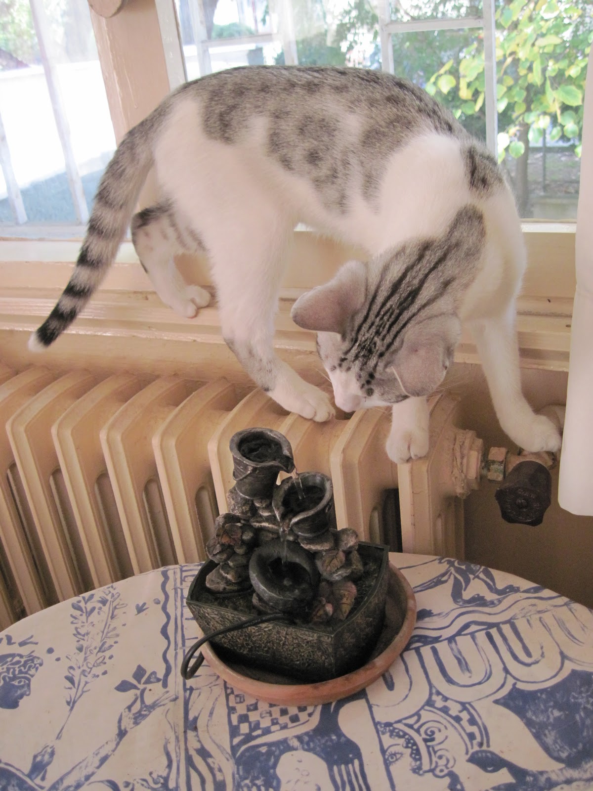 dokuz canlı kedi adı Ateş ama o bir su canavarı