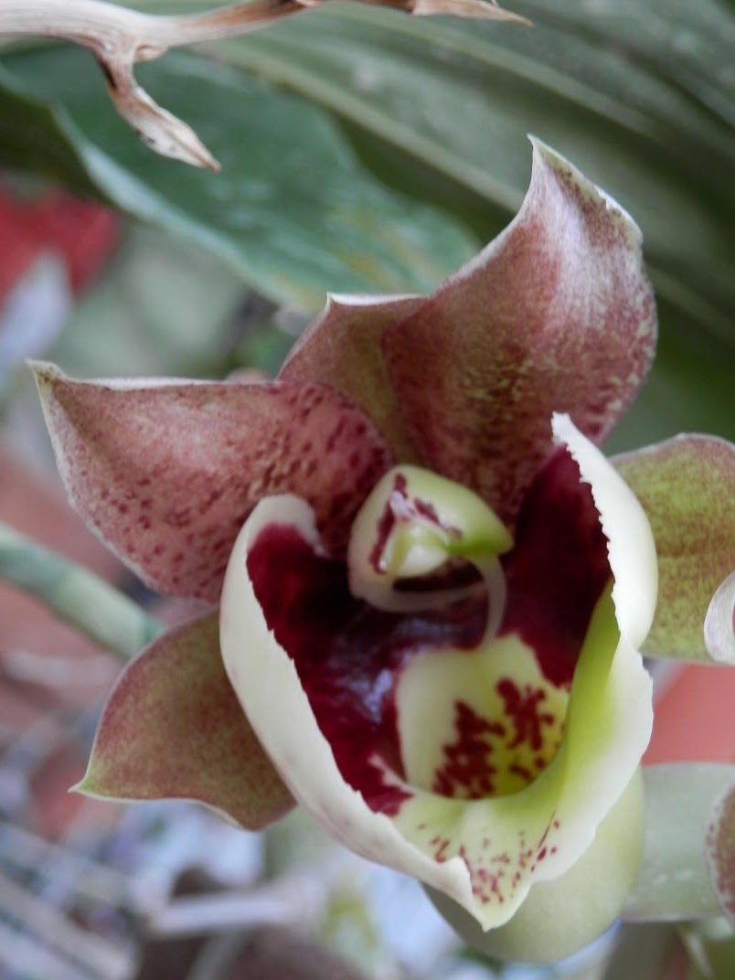 catasetumian hermaphrodite flowers