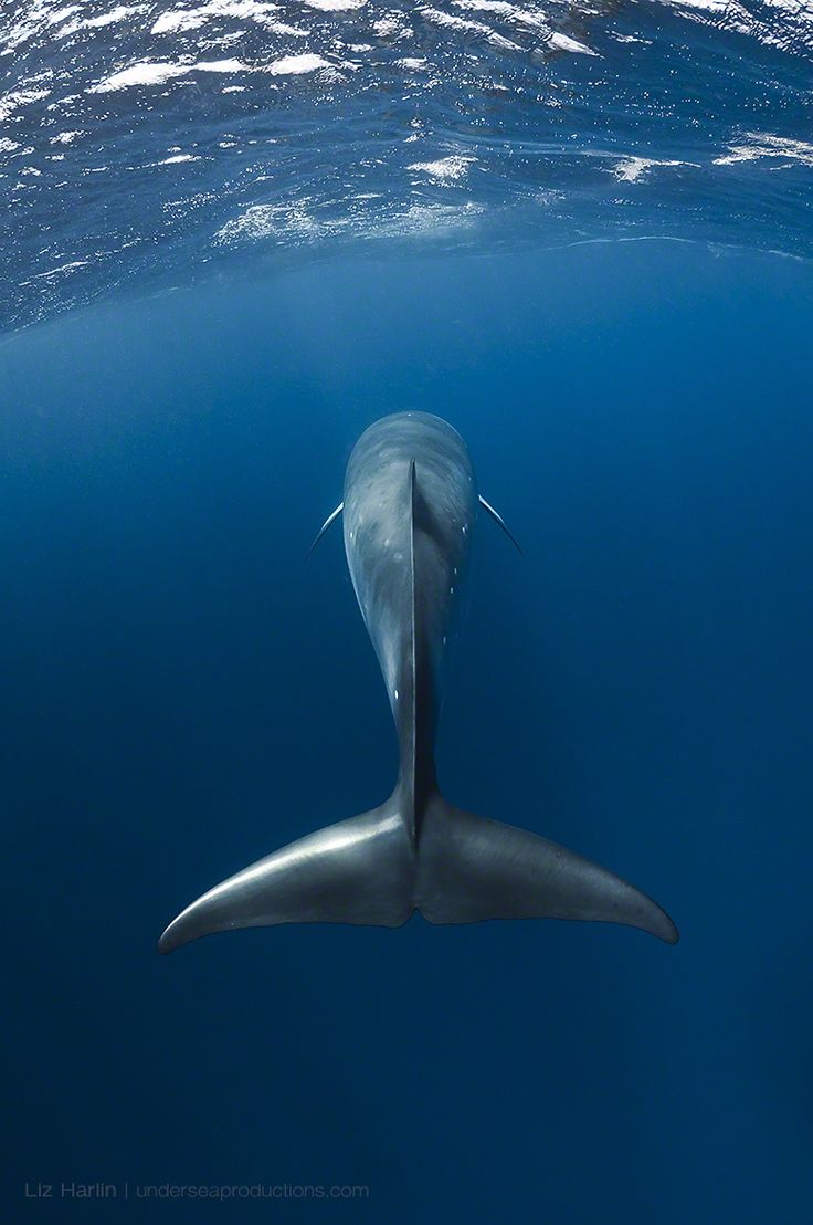 Dwarf minke whale. Great Barrier Reef, Australia Dwarf minke whale. Great Barrier Reef, Australia