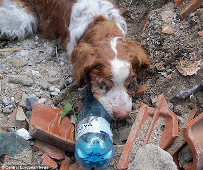 Perro rescatado tras ser enterrado vivo