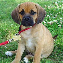 beagle dog puppy