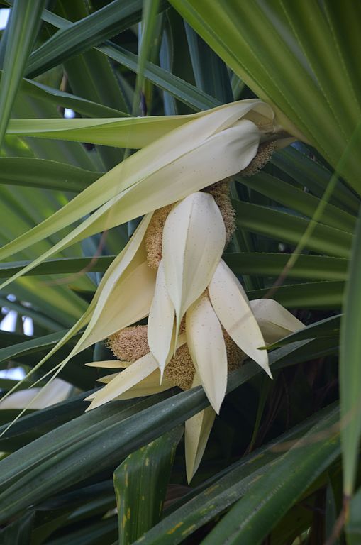 Keep Calm & Curry On Ingredient of the Week Kewra Water or Essence