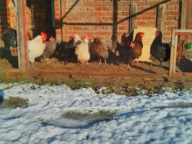 Hühner im Winter in der Mittagssonne