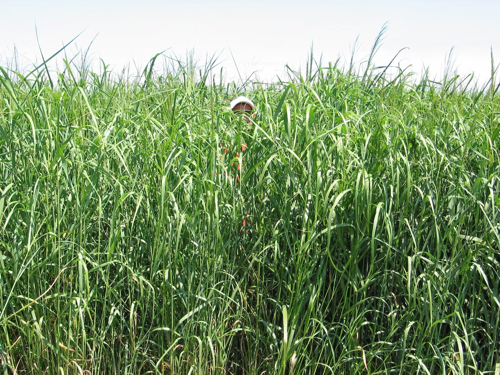 Blades Newsletter Cenusa Bioenergy ‘Liberty’ Switchgrass Plant