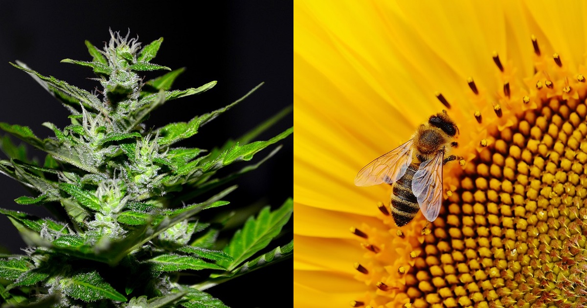 Cannabis Could Help Restore Bee Populations, According To Study