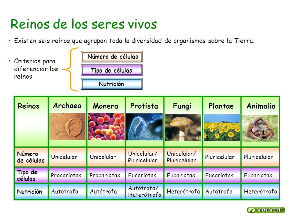 Clasificaci N De Los Reinos Did Ctica De La Biolog A