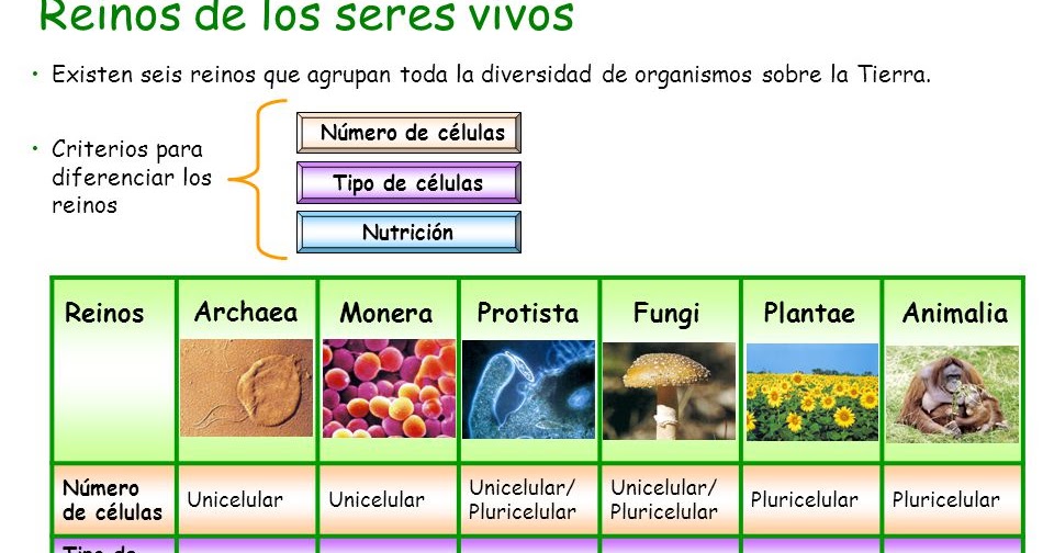 CLASIFICACIÓN DE LOS REINOS ~ DIDÁCTICA DE LA BIOLOGÍA
