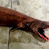 Мистериозна праисторическа акула уловена край бреговете на Австралия