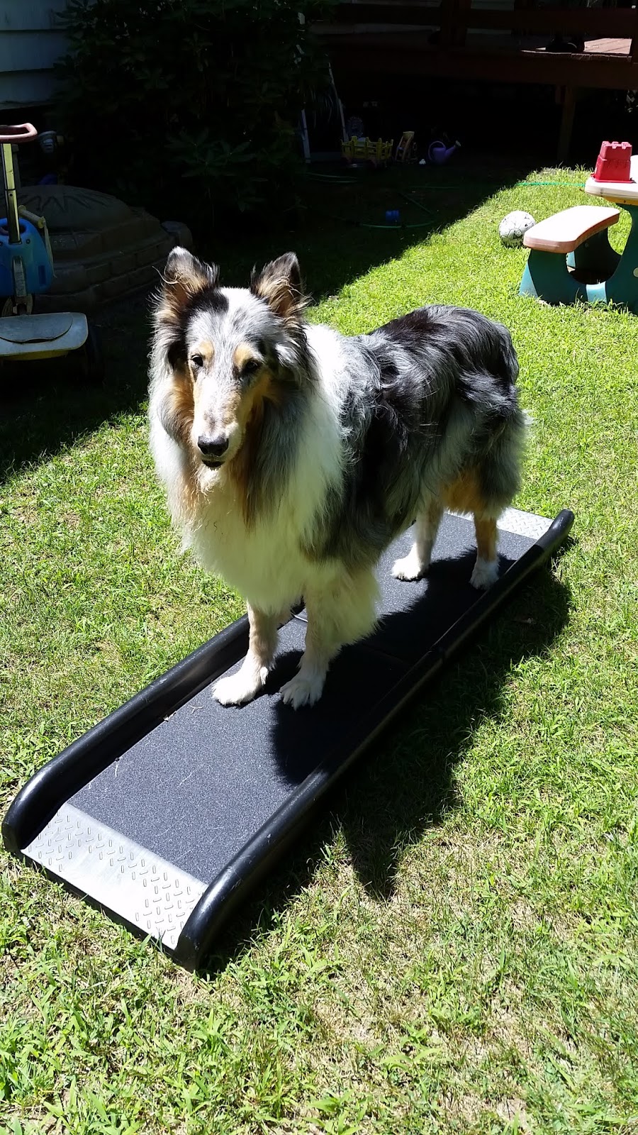 The Pet Parade How to Train a Dog to Walk up a Ramp into a Vehicle