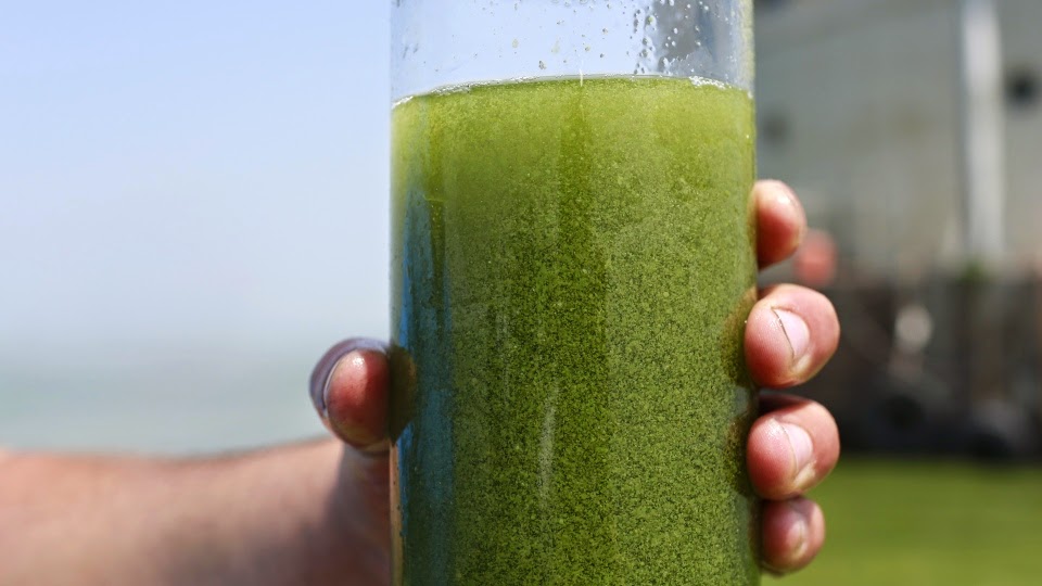 Mummy why's the water green?? Science in the City