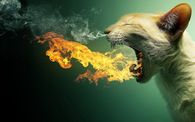 wallpaper hd wallpaper hd