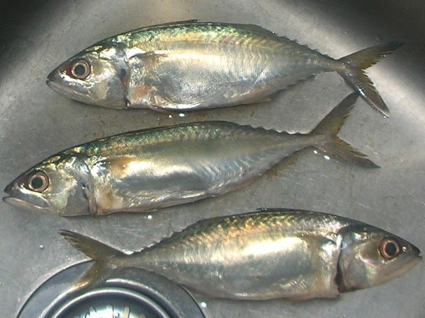 shortbodied mackerel, maquereau trapu, caballa rechoncha, rastrelliger brachysoma, pla thu, short mackerel fish, about short mackerel fish, short mackerel fish appearance, short mackerel fish breeding, short mackerel fish color, short mackerel fish characteristics, short mackerel fish color varieties, short mackerel fish eggs, short mackerel fish facts, short mackerel fish history, short mackerel fish info, short mackerel fish images, short mackerel fish origin, short mackerel fish photos, short mackerel fish pictures, short mackerel fish rarity, short mackerel fish size, short mackerel fish uses, short mackerel fish varieties, short mackerel fish weight