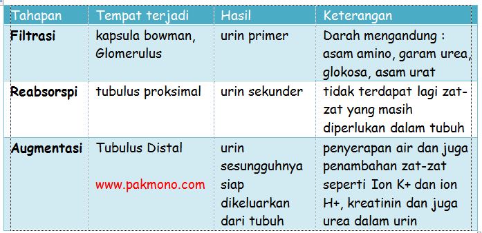 Proses Pembentukan Urine Pada Insan Secara Singkat Beserta Gambarnya