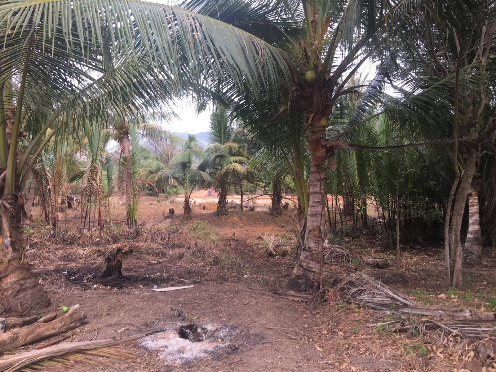 (Sold) Land on the river for sale, 8Km from the new bridge to the north