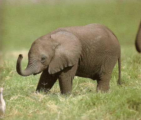 Animals Plants Rainforest: Baby Elephant: Pictures, Weight, etc
