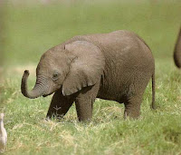 baby elephant pics