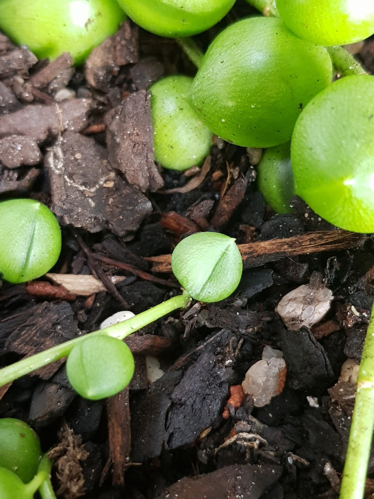 String of Pearls A Sad Story About Root Rot.
