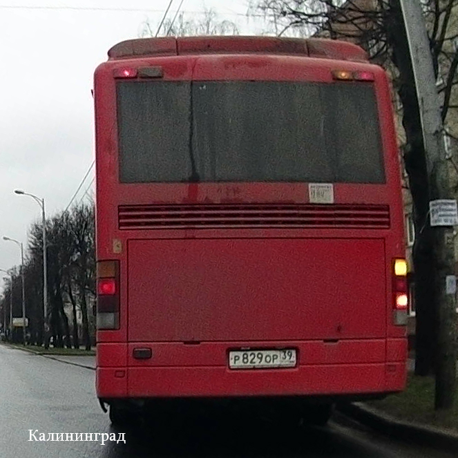 Автобус 446 хвойный красное