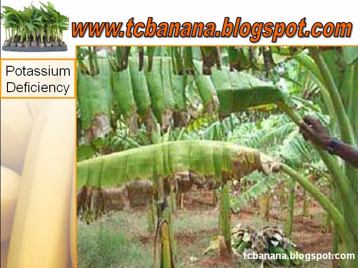 Potassium (K) deficiency symptoms Tissue Culture Banana