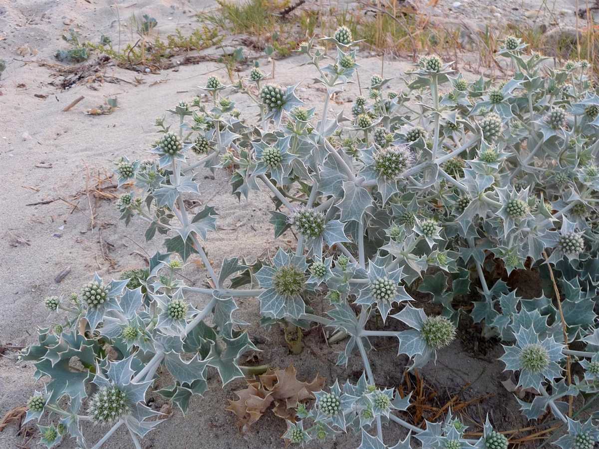 r o b i n 's y a r d Eryngium maritimum